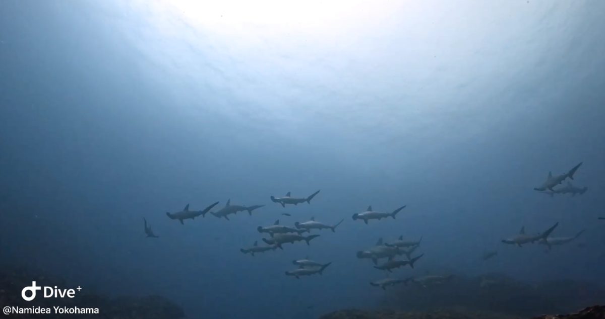 Namdiea 押切JAPAN🇯🇵 青き海とハンマーと記念ダイブ❗️