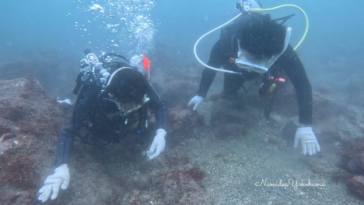 タツノオトシゴに夢中 江之裏