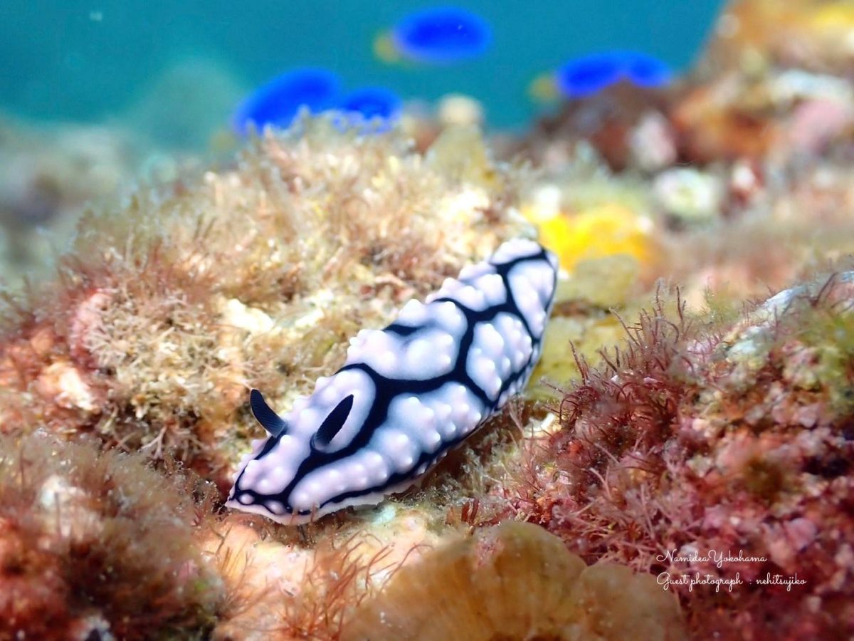 アミメイボウミウシ 富戸