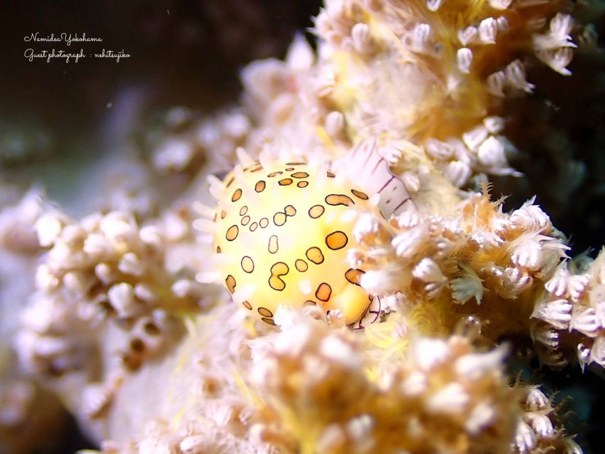 平沢 ツマニケボリ