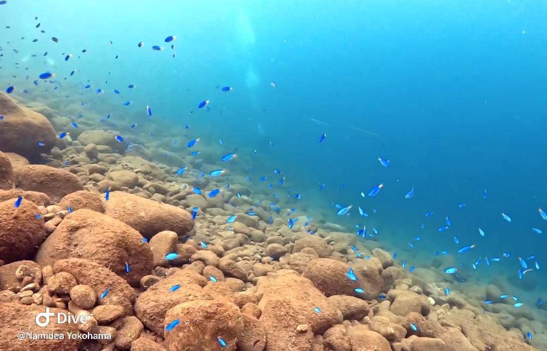 Namidea 秋の井田は最高!