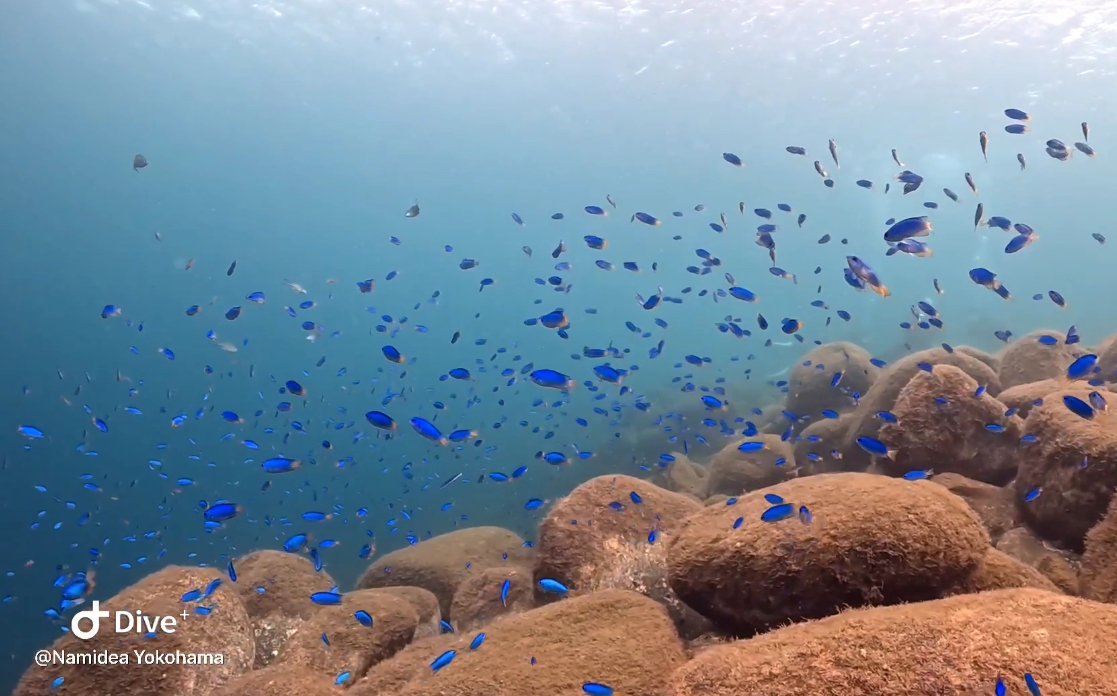 9月最後の日曜日❗️秋の井田ブルー大満喫🌰🌰🌰