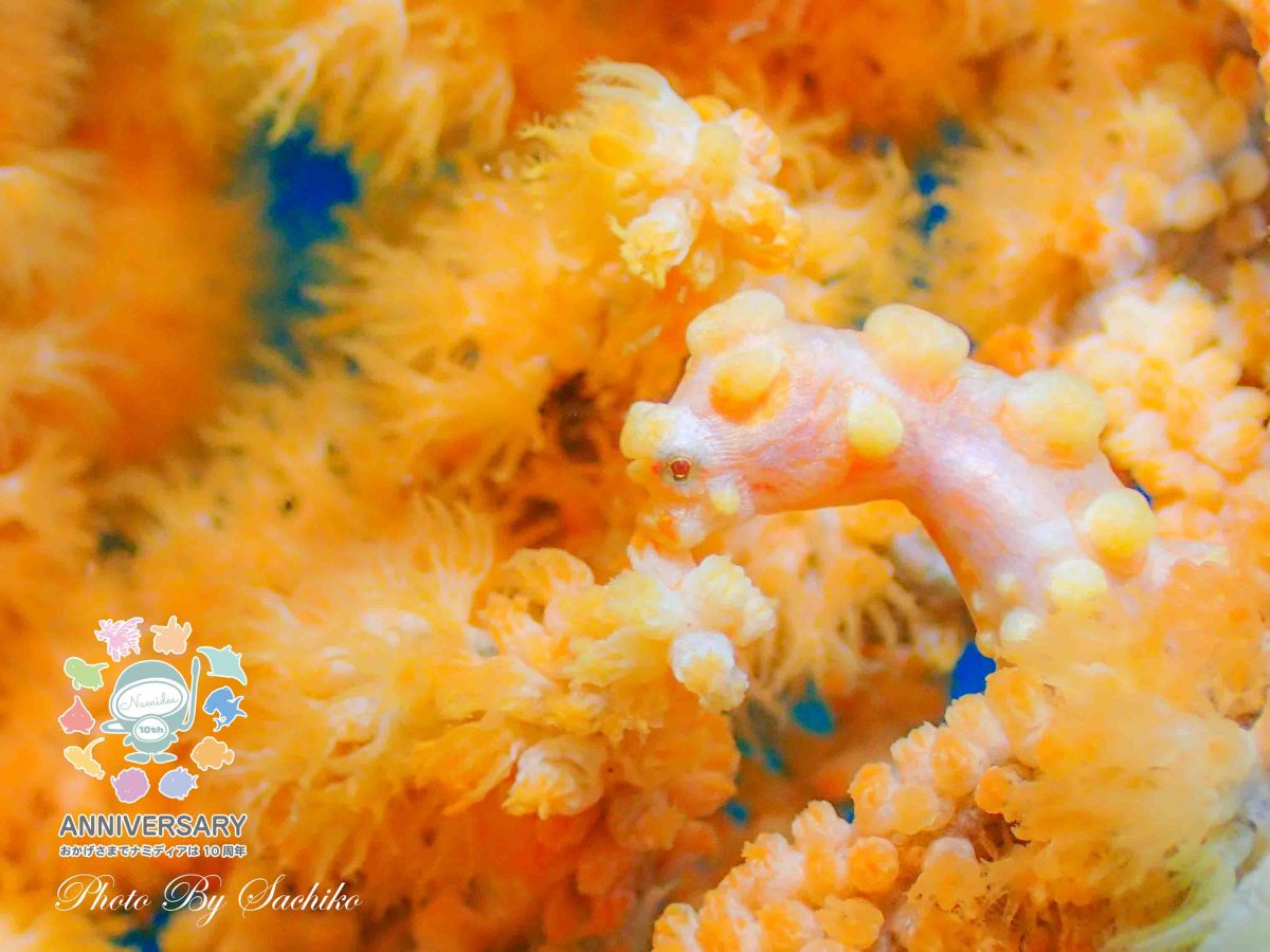 Namidea 半袖か長袖か🍧