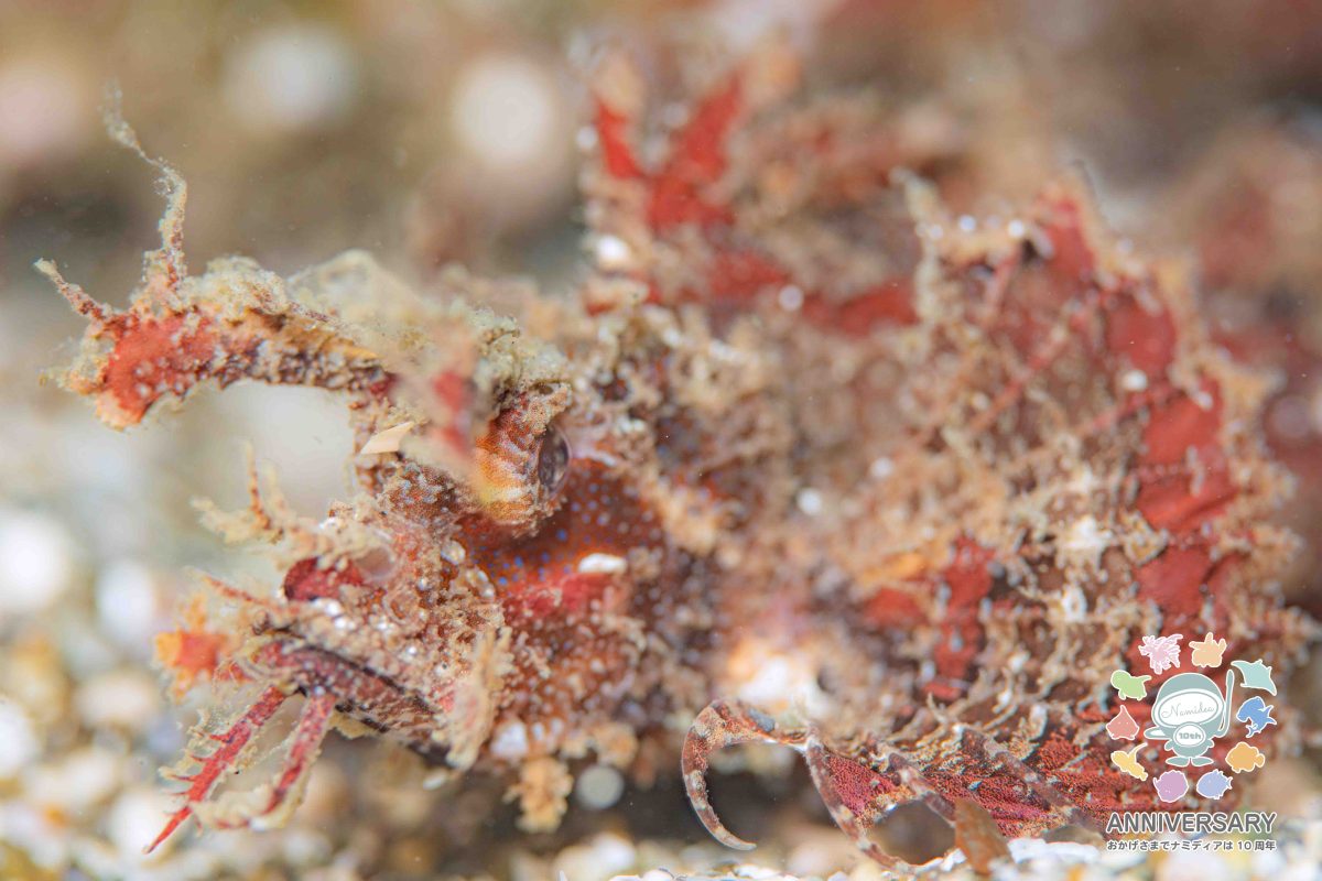 Namidea 葉山ボート調査!