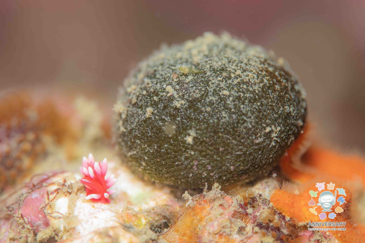 Namidea 今日も通常営業！