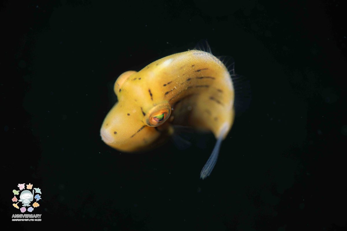 Namidea 葉山ボート調査!