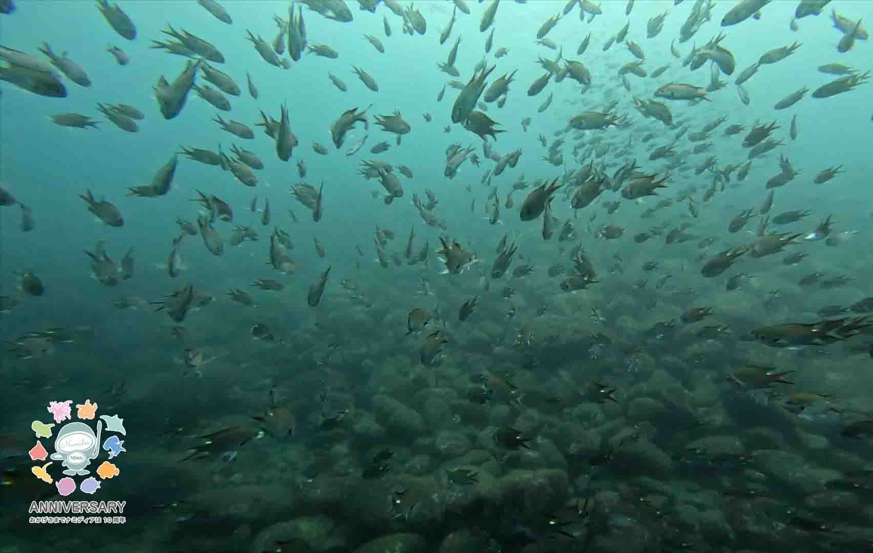 Namidea 視察会で井田の海を潜ってきました!