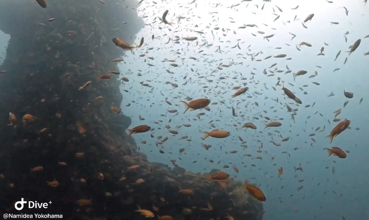 Namidea 西伊豆week!