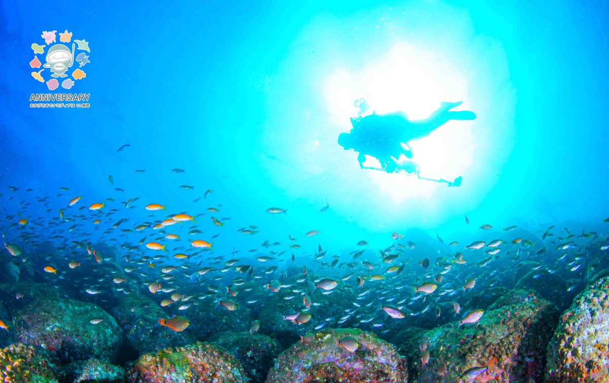 Namidea 井田調査ダイビングへ!