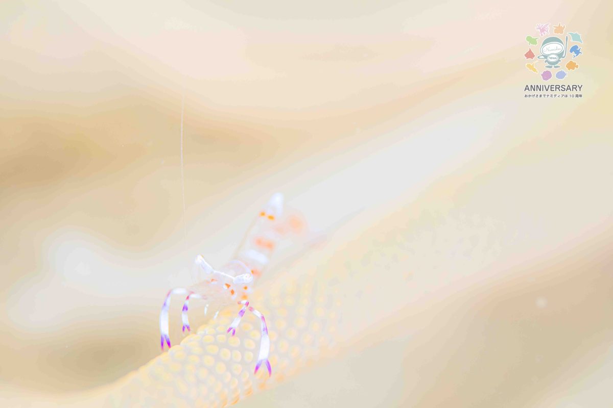 Namidea 葉山ボート調査！