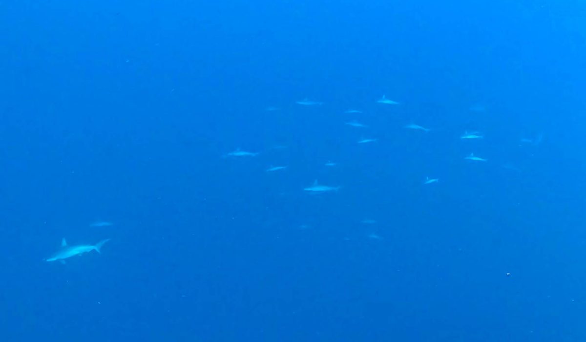 Namidea 押切JAPAN🇯🇵バースデー神子元島ツアー開催❗️