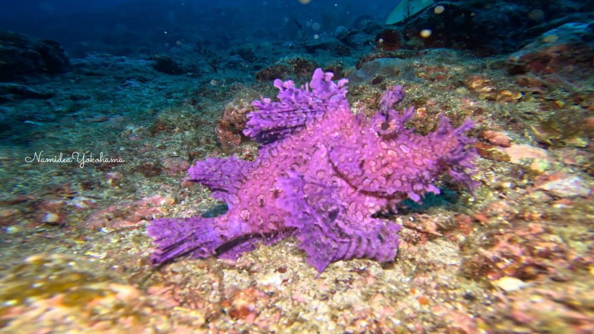 田子・ボロカサゴ