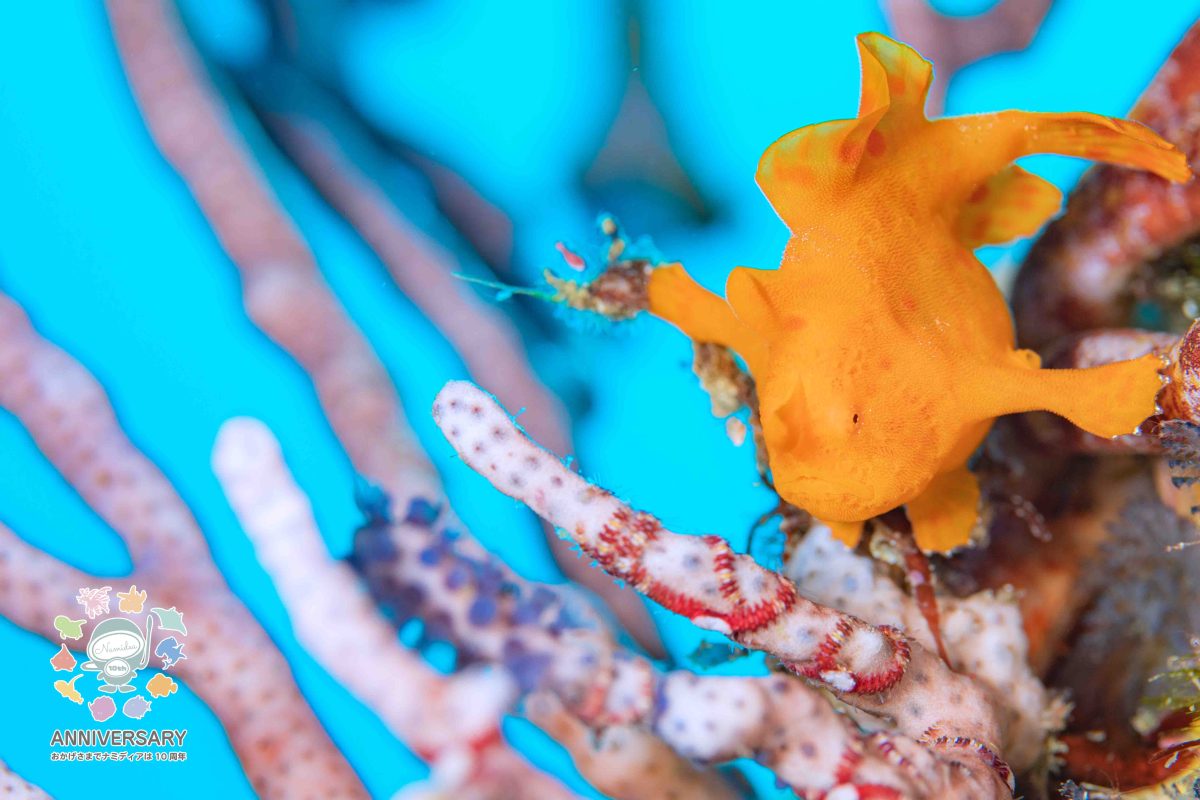 Namidea 週の真ん中水曜日！