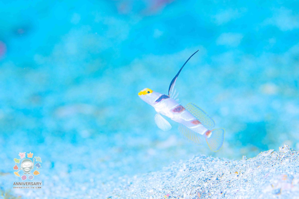 Namidea 快晴の金曜日！