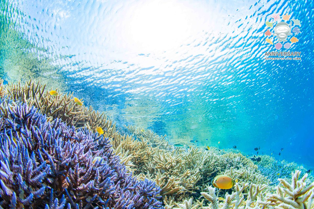 Namidea 今週は沖縄へ！