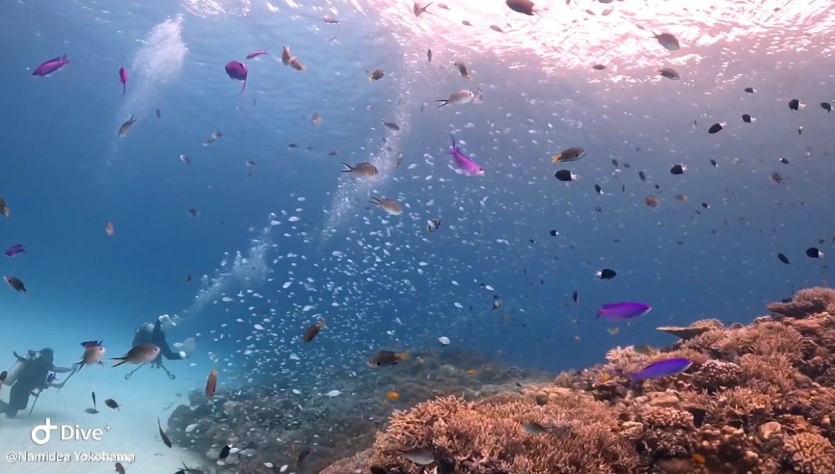 Namidea初！楽園・渡嘉敷島ツアー開催中🏖
