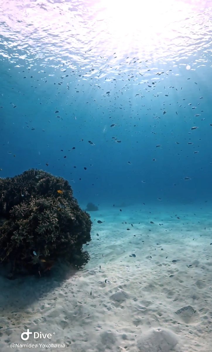 Namidea初！楽園・渡嘉敷島ツアー開催中🏖