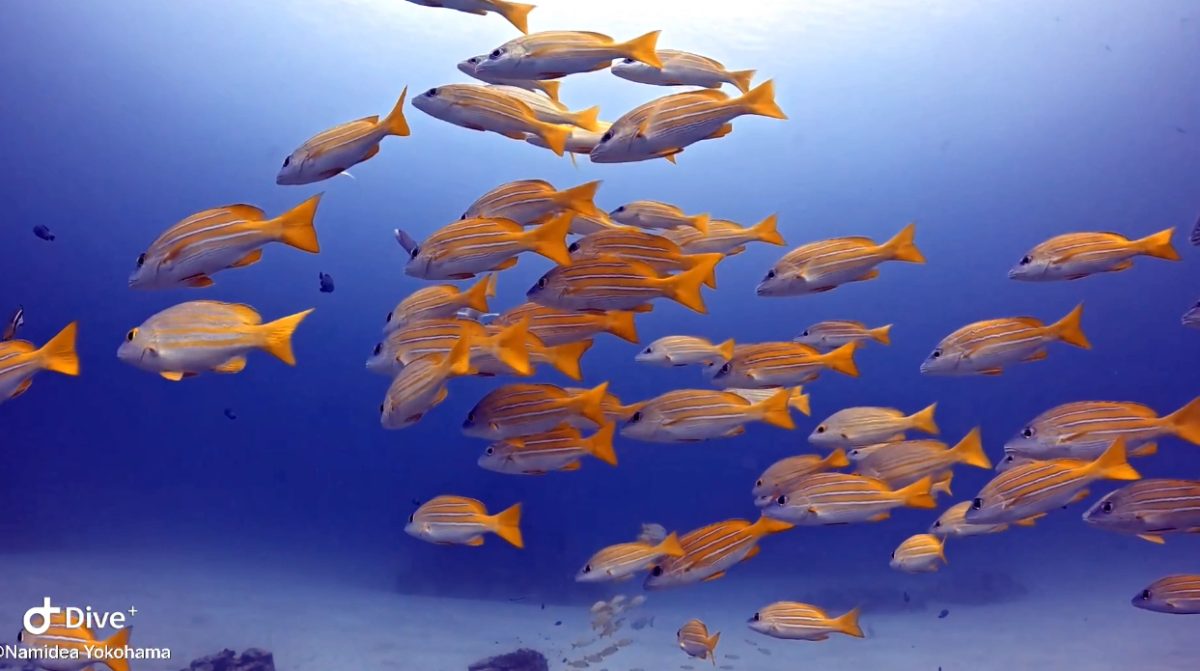 Namidea 限りなく透明に近いブルー🏖渡嘉敷島ツアー3日目は記念ダイブ🎉