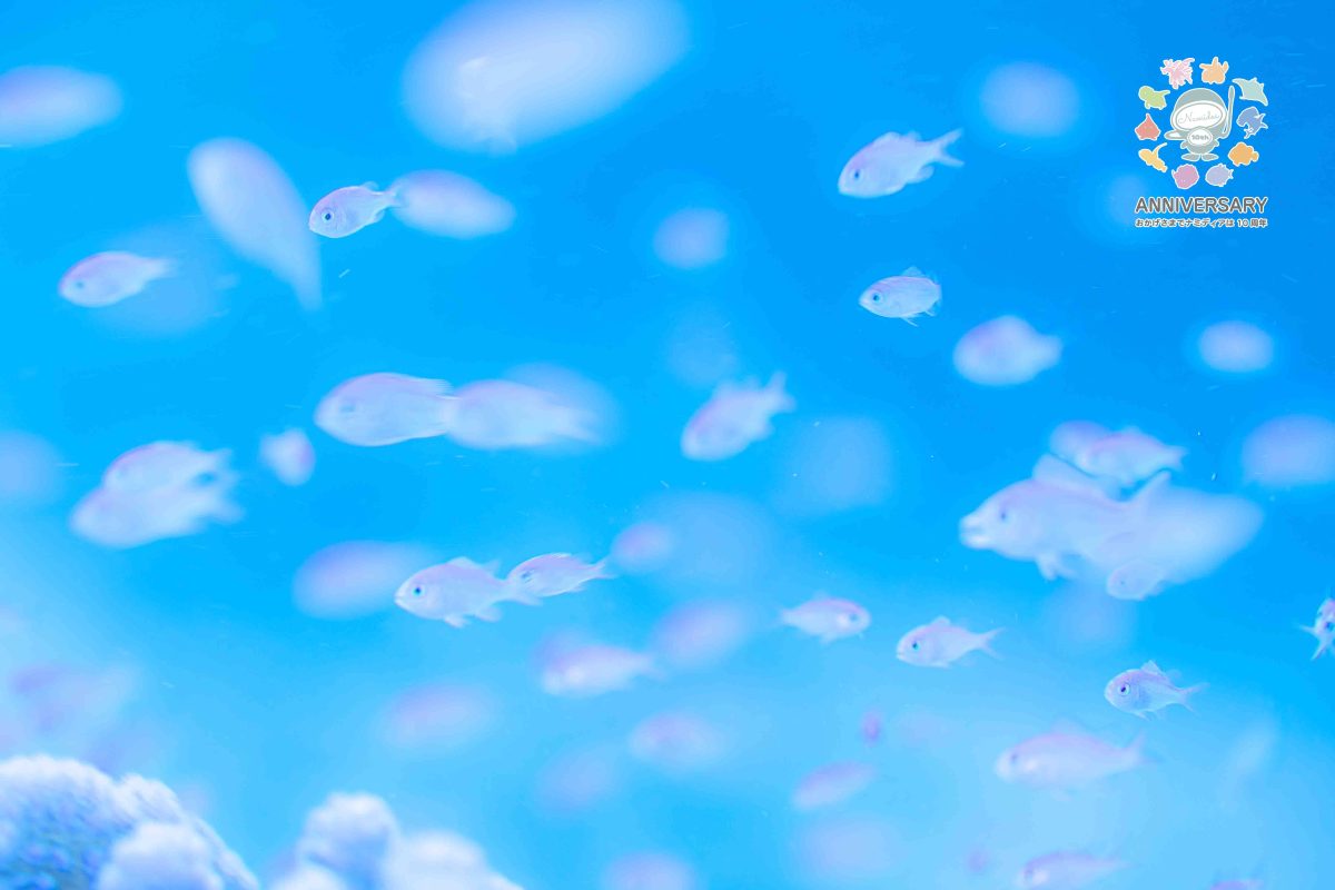 Namidea けいたちゃんの南国渡嘉敷カメラ日記!