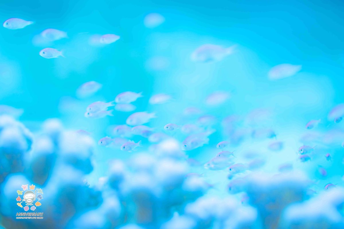 Namidea けいたちゃんの南国渡嘉敷カメラ日記！