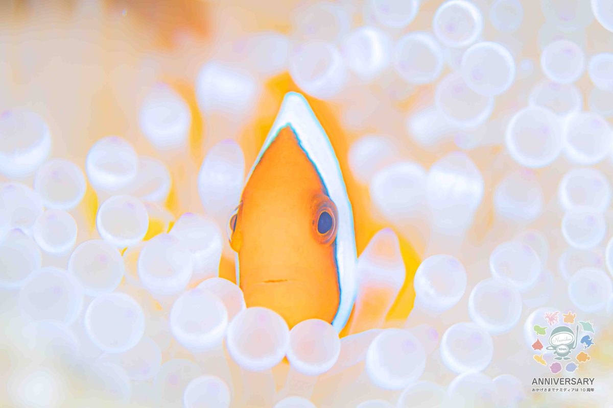 Namidea けいたちゃんの南国渡嘉敷カメラ日記!