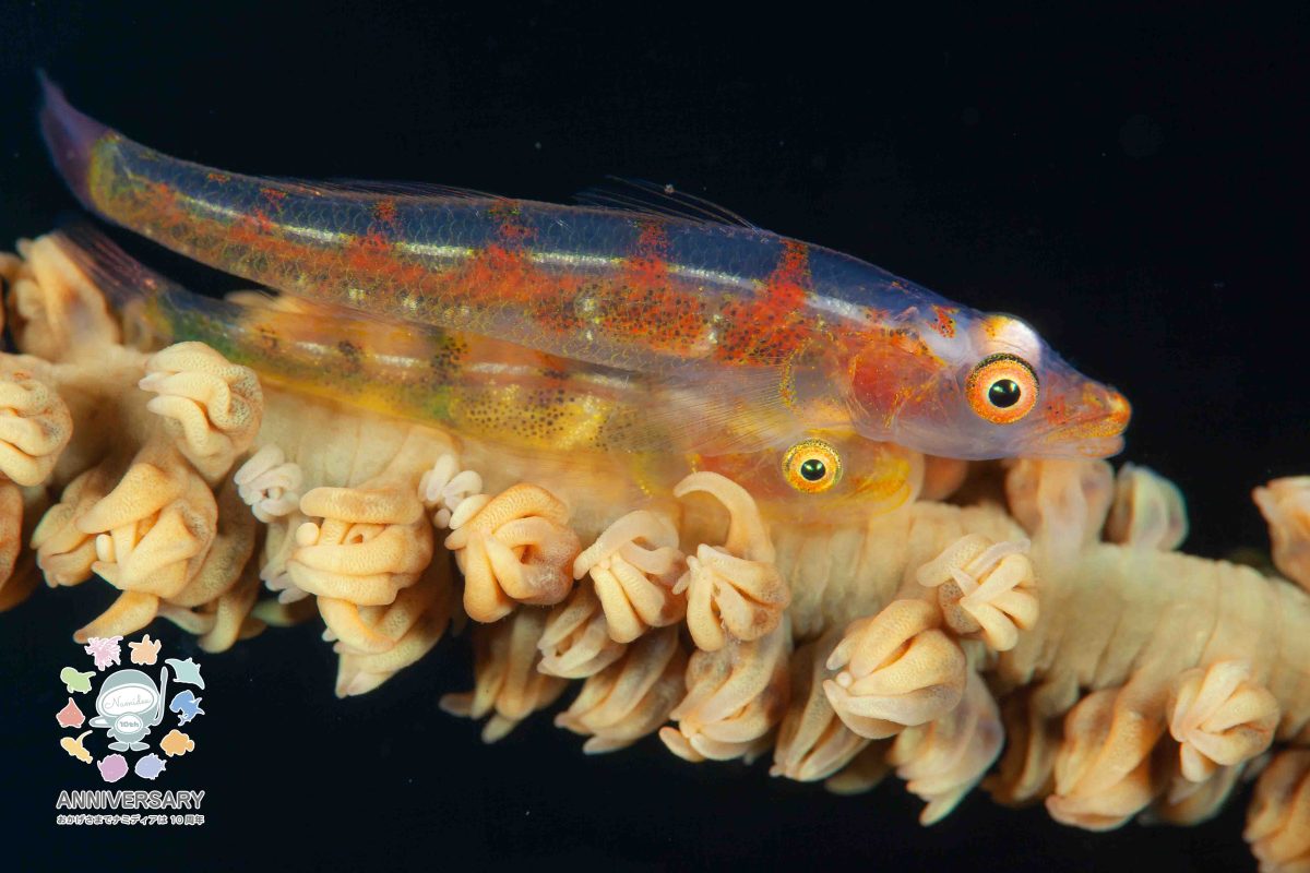 Namidea 連休明け！