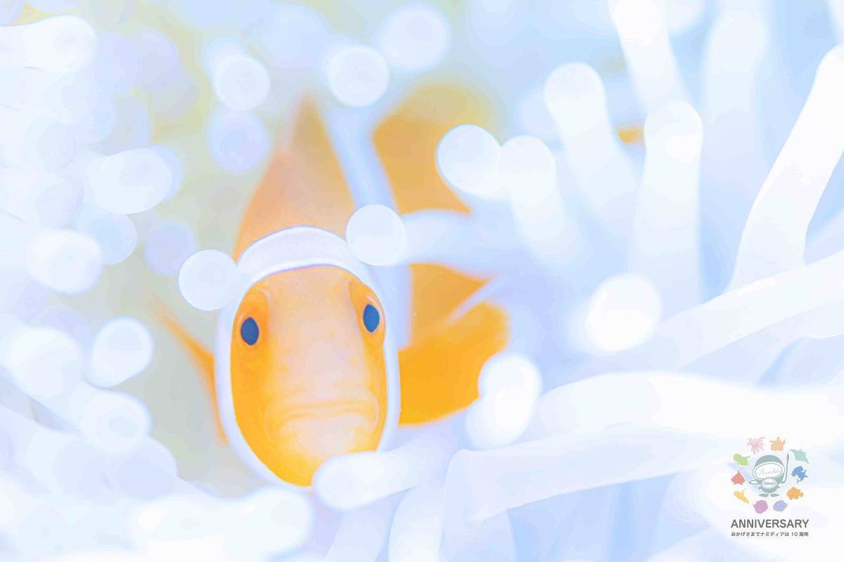 Namidea けいたちゃんの南国渡嘉敷カメラ日記!