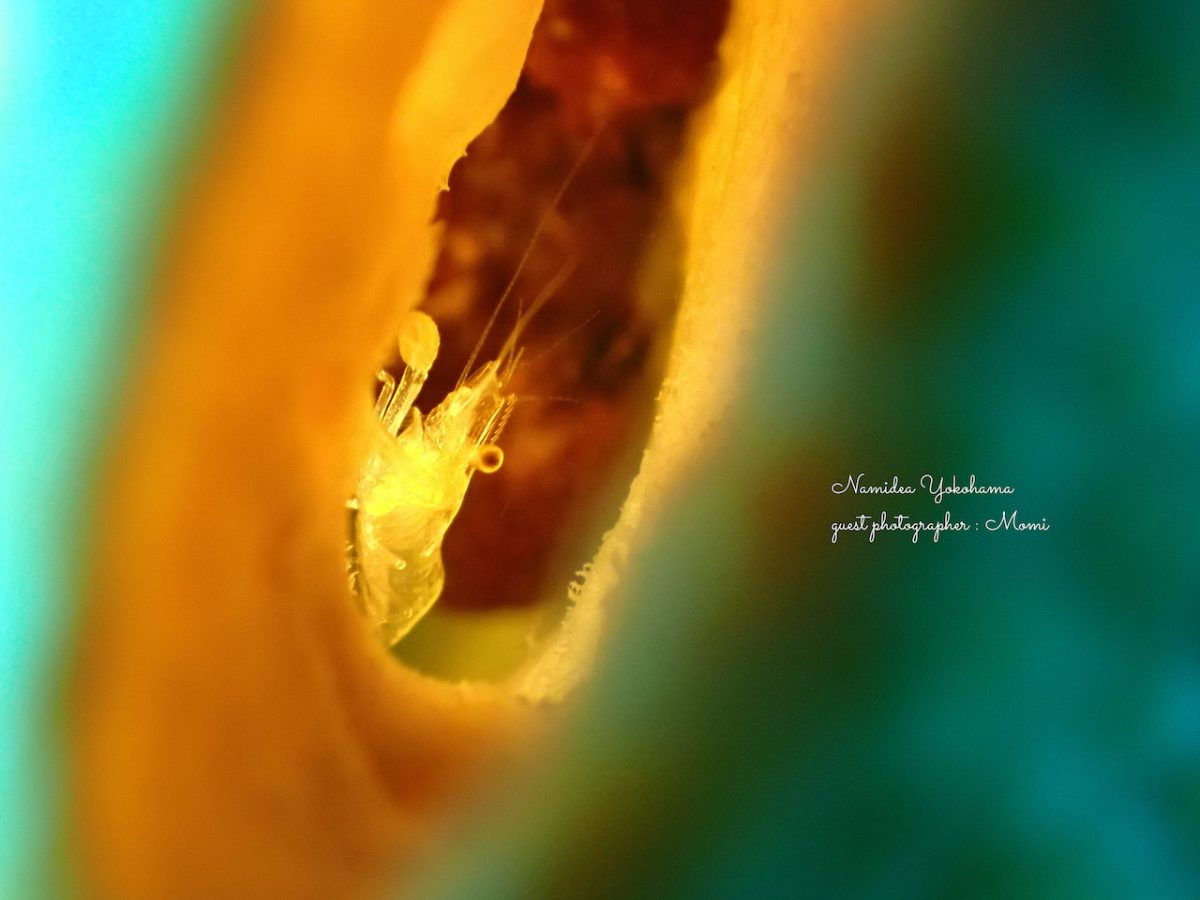 ザラカイメンカクレエビ