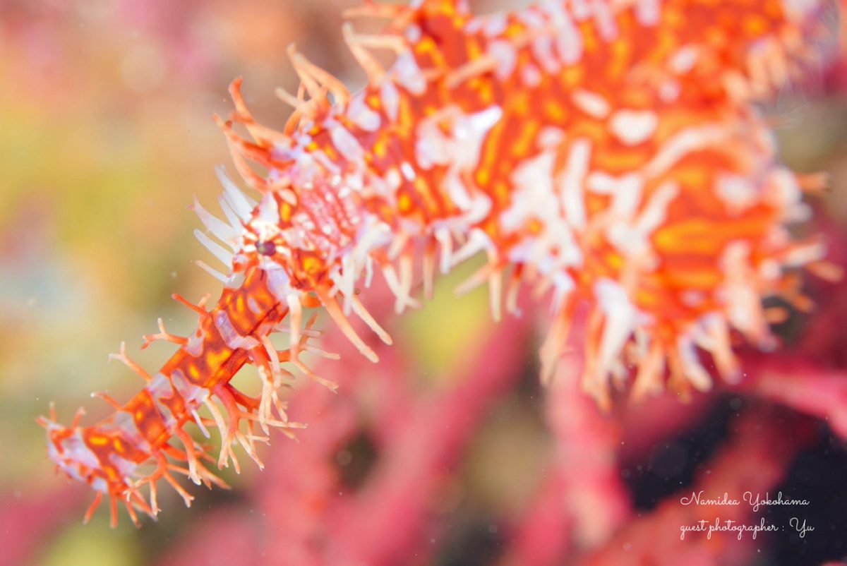 ニシキフウライウオ