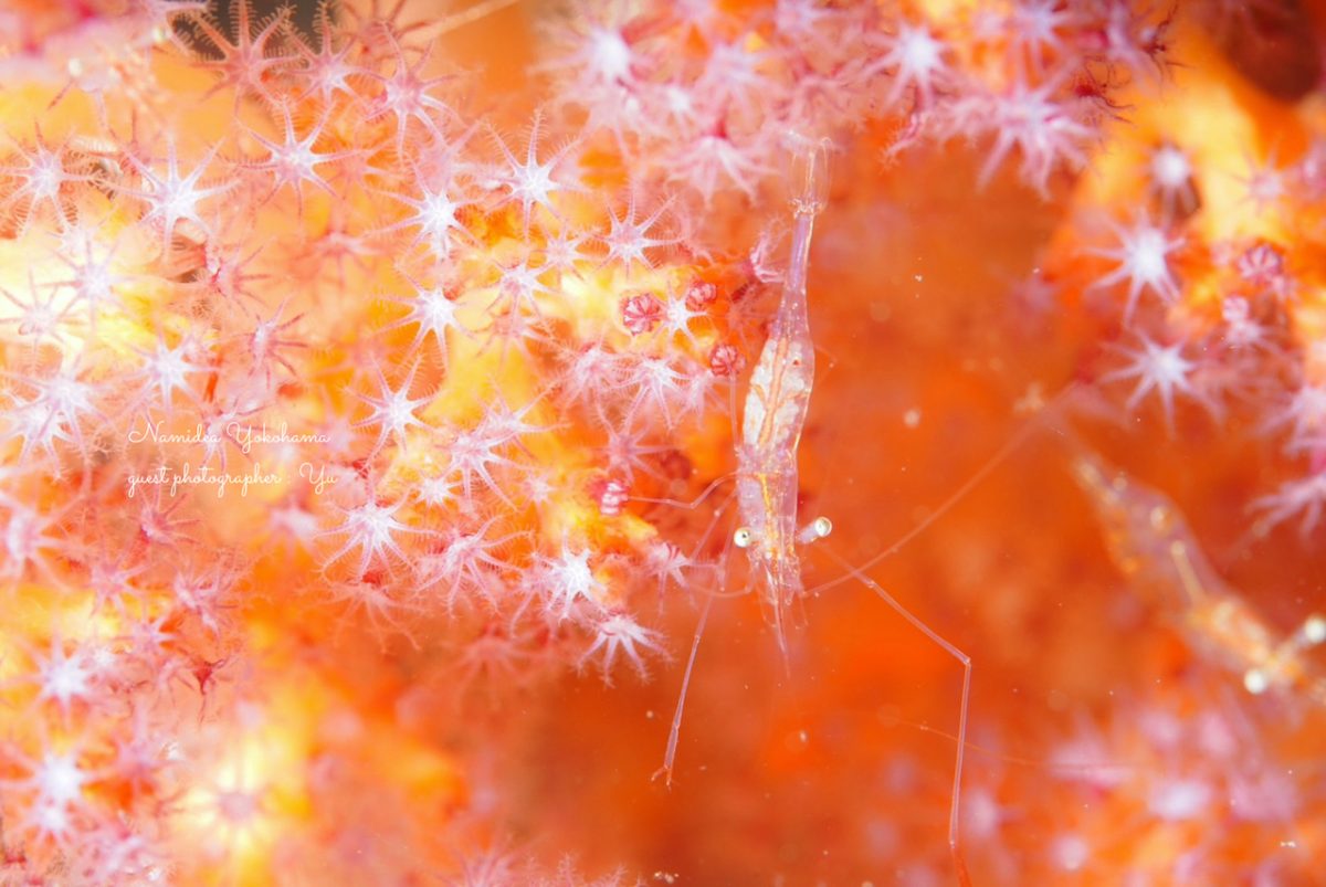 アカスジカクレエビ