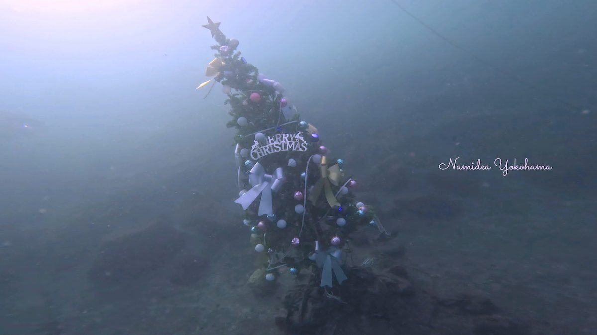 クリスマスツリー
大瀬崎