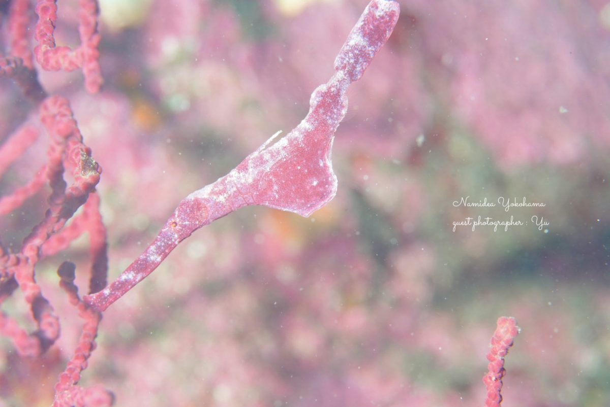 ベルベットゴーストパイプフィッシュ