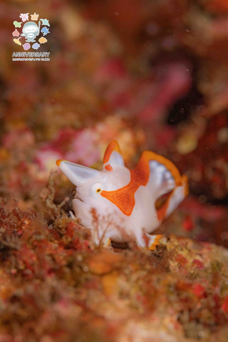 Namidea 葉山の海は被写体だらけ!