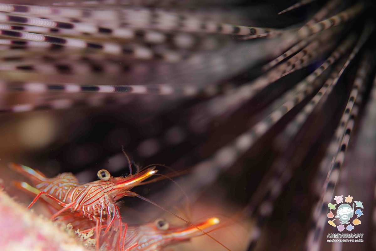 Namidea 40分で行ける海🚗💨葉山ボートツアー開催❗️