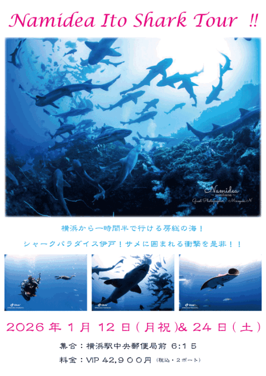 2026年冬・伊戸シャークツアー！