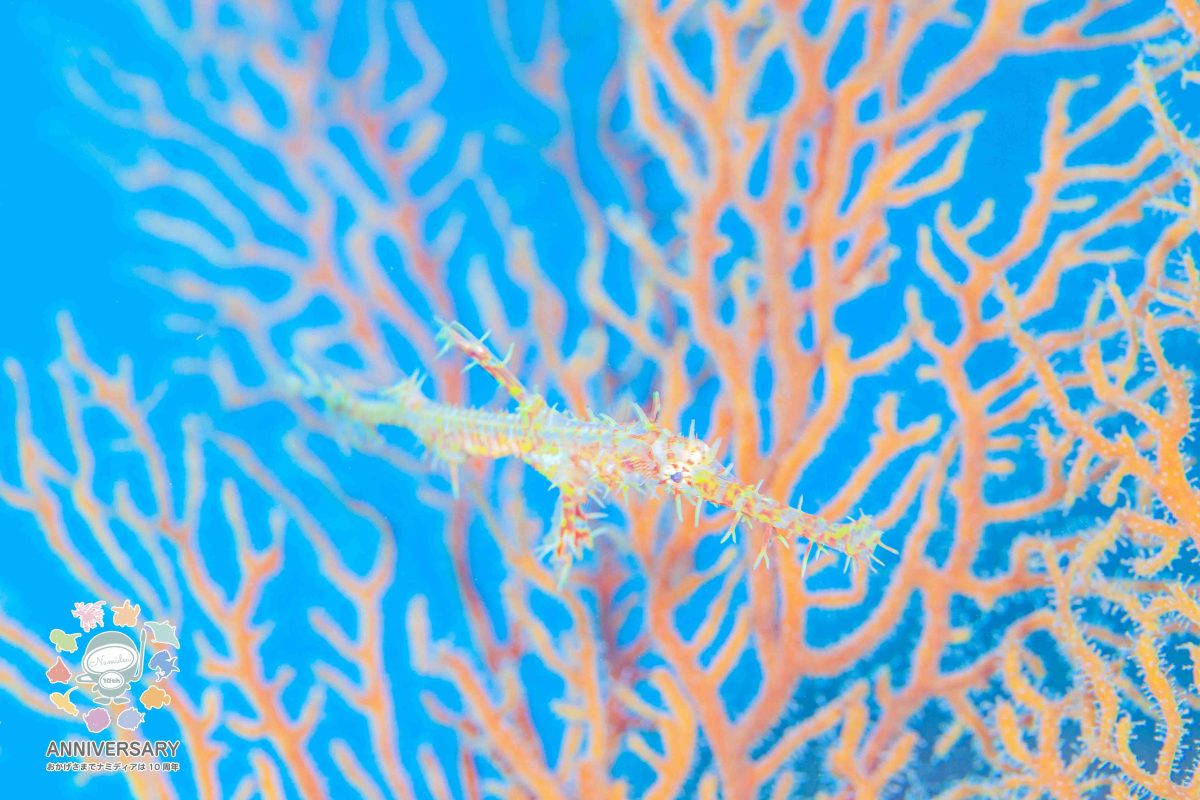 Namidea 今週末は忘年会！