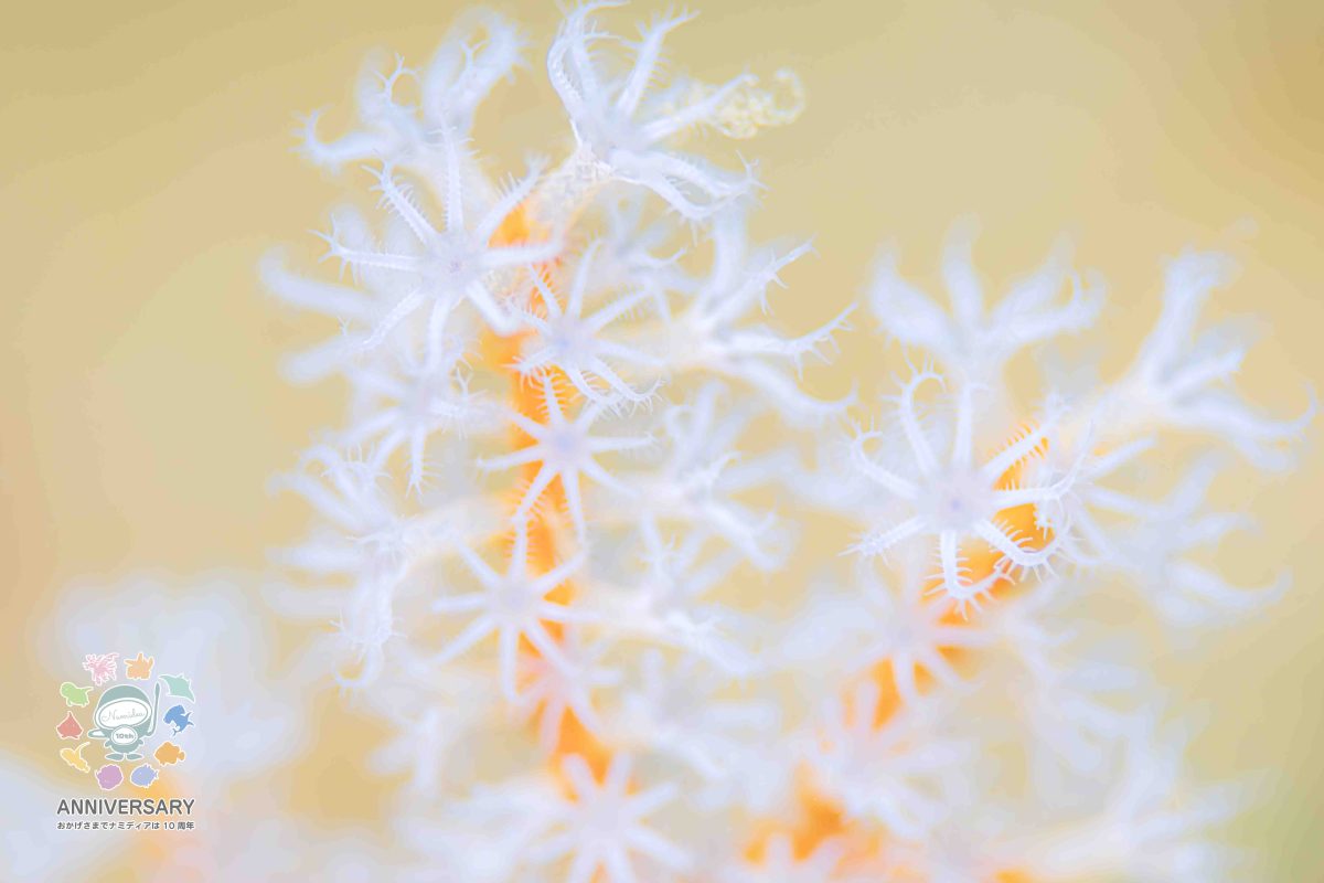 Namidea 40分で行ける海🚗💨葉山ボートツアー開催❗️