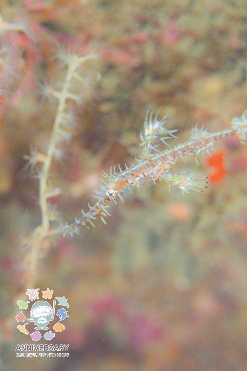 Namidea 葉山の海は被写体だらけ!