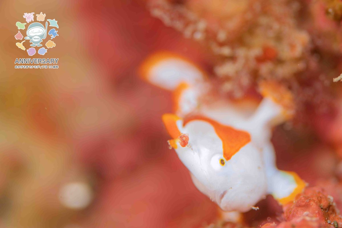 Namidea 40分で行ける海🚗💨葉山ボートツアー開催❗️