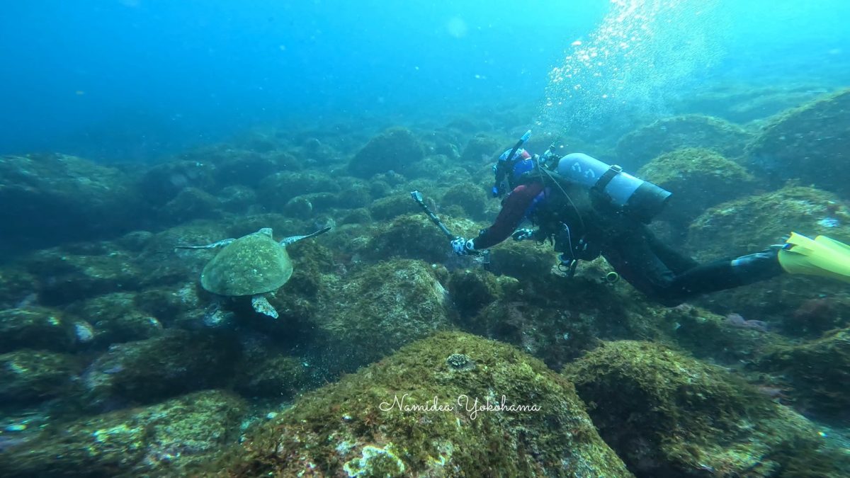 伊豆大島　秋の浜　カメ