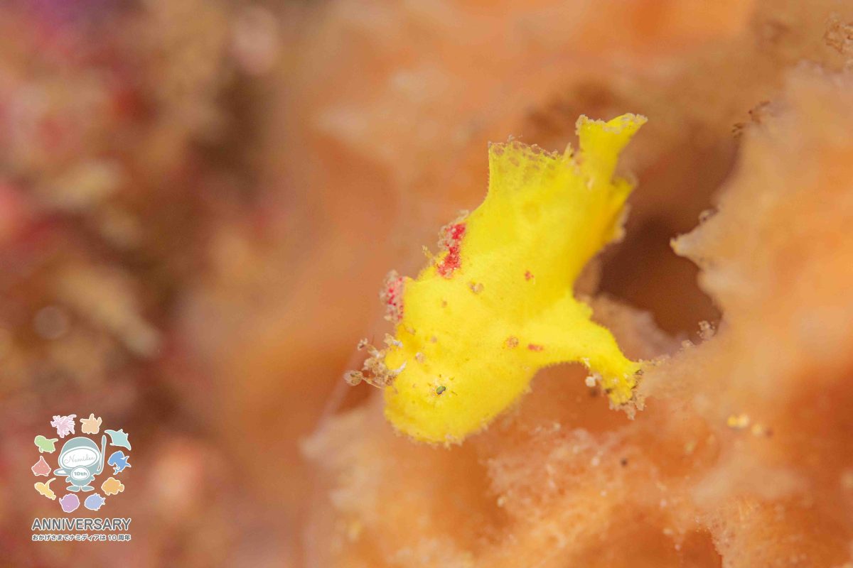 Namidea 葉山の海は被写体だらけ!