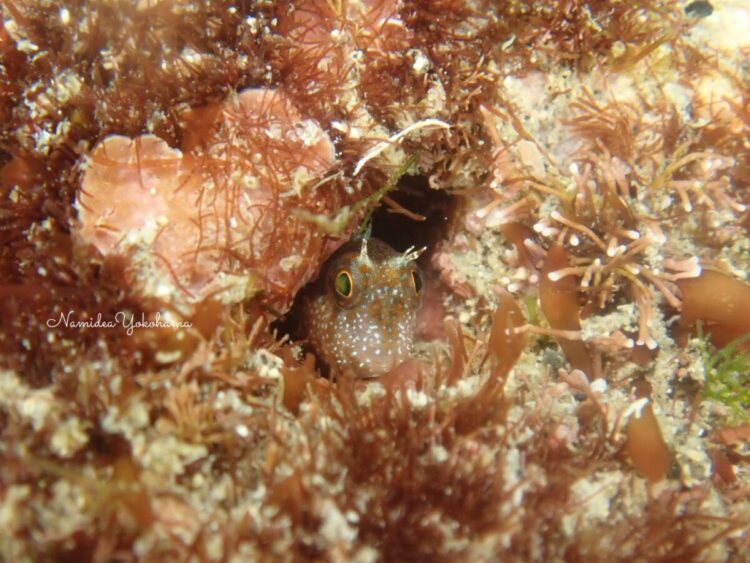 伊豆海洋公園
モンツキカエルウオ