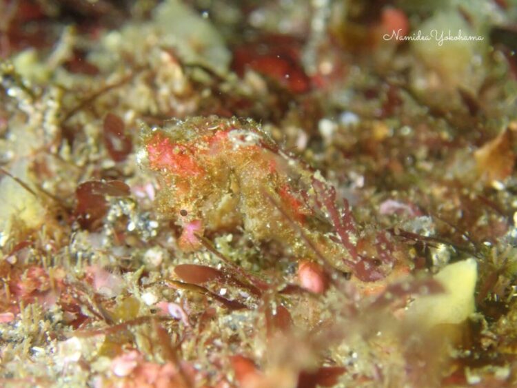 伊豆海洋公園　ハナタツ