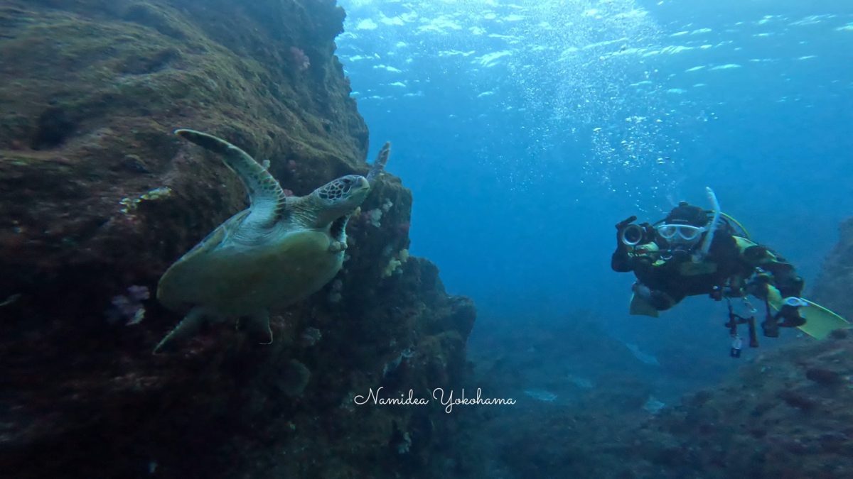 伊豆大島 ケイカイ カメ