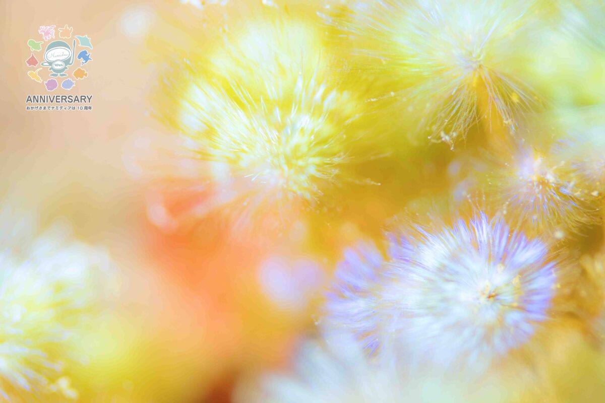 Namidea 2024Xmasイブ🎄