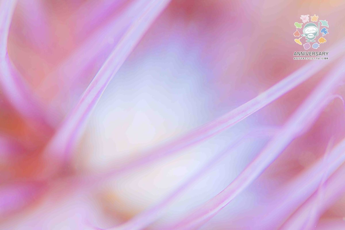 Namidea 葉山の海は被写体だらけ!