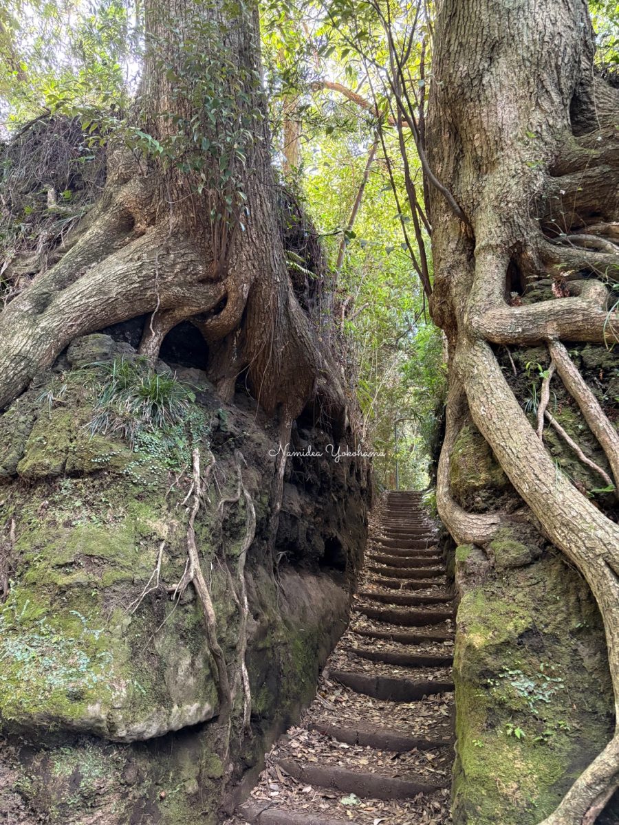 伊豆大島 泉津の切り通し
