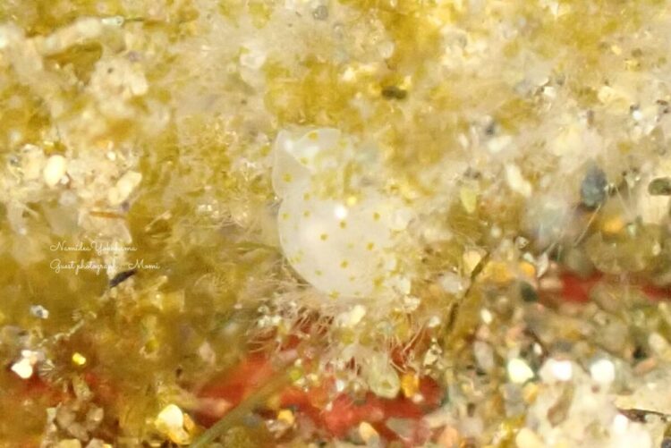 Namidea クリスマスイブは北川へ🎄