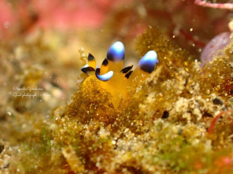 Namidea クリスマスイブは北川へ🎄