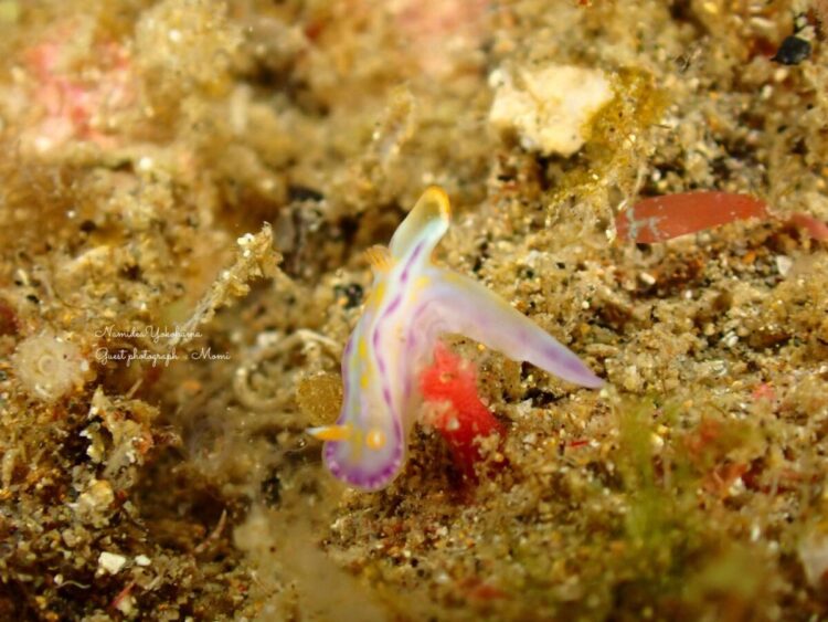 Namidea クリスマスイブは北川へ🎄